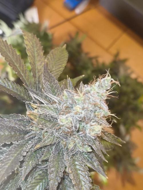 Lemonpaya FB/ Special Kush RQS. Week 16 - 19.12.25