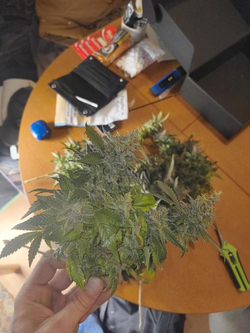 Lemonpaya FB/ Special Kush RQS. Week 16 - 19.12.25