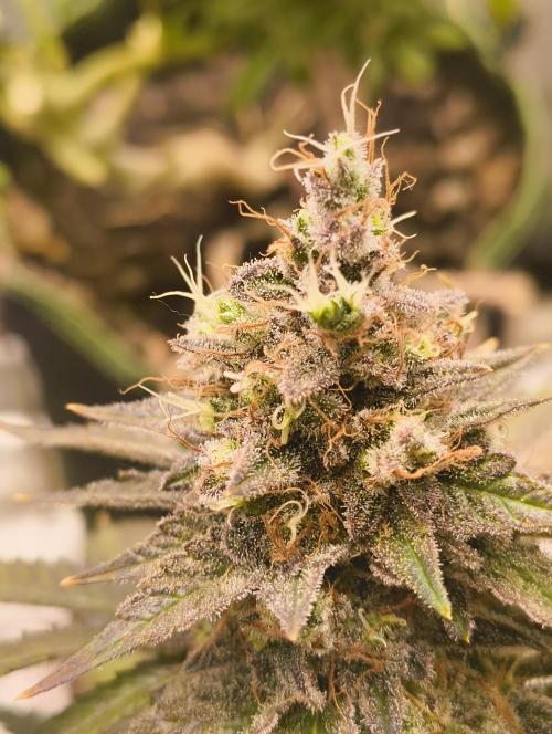 Lemonpaya FB/ Special Kush RQS. Week 16 - 19.12.25