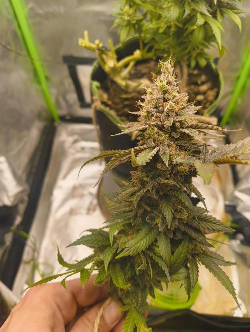 Lemonpaya FB/ Special Kush RQS. Week 16 - 19.12.25