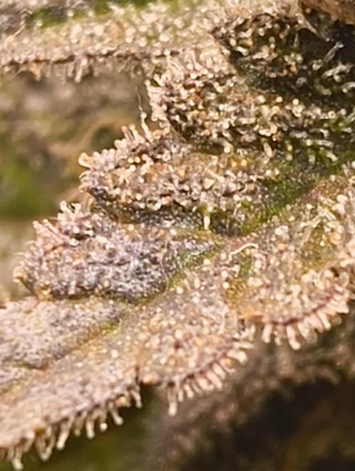 Lemonpaya FB/ Special Kush RQS. Week 16 - 19.12.25