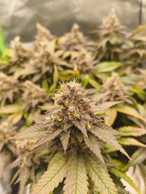 Lemonpaya FB/ Special Kush RQS. Week 16 - 19.12..25