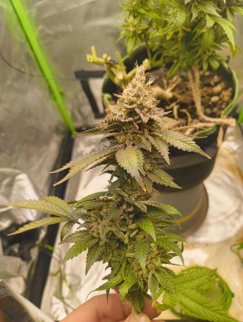 Lemonpaya FB/ Special Kush RQS. Week 16 - 19.12.25