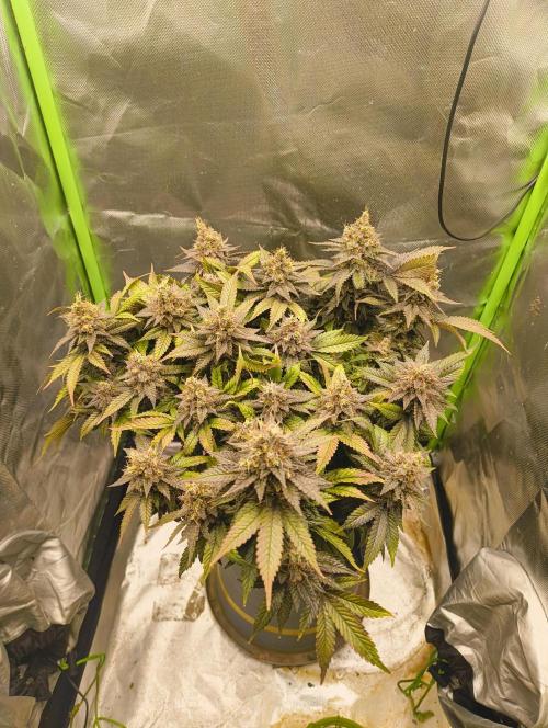 Lemonpaya FB/ Special Kush RQS. Week 16 - 19.12.25