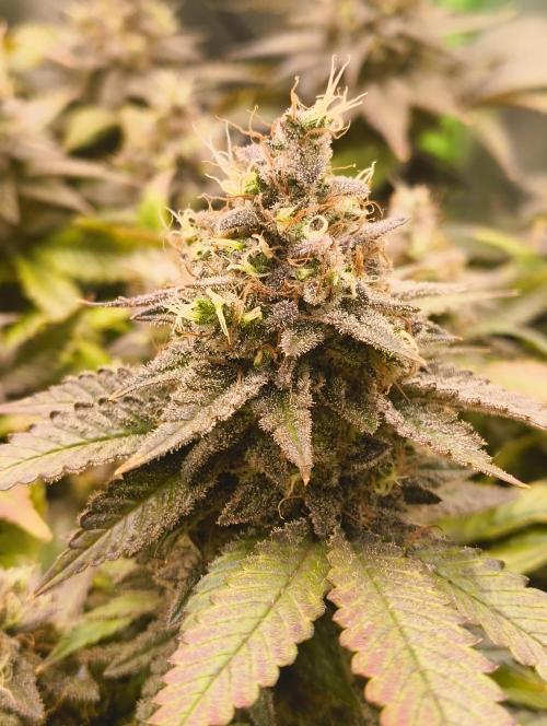 Lemonpaya FB/ Special Kush RQS. Week 16 - 19.12.25