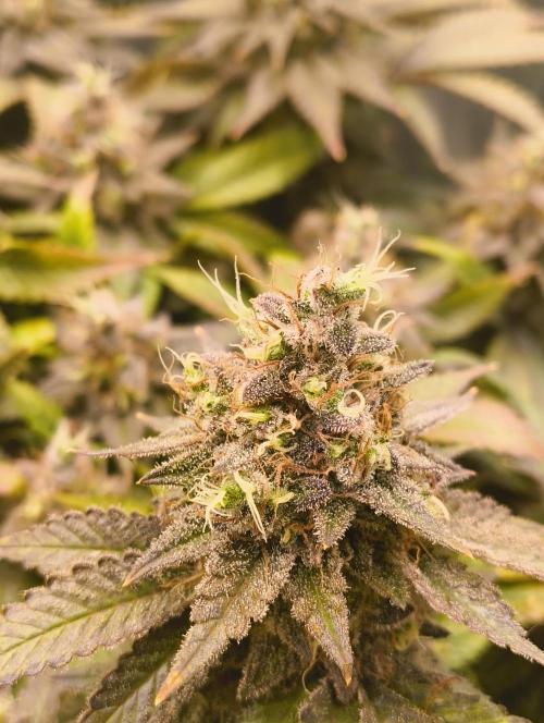 Lemonpaya FB/ Special Kush RQS. Week 16 - 19.12.25