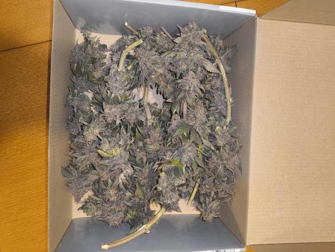 Lemonpaya FB/ Special Kush RQS. Week 16 - 19.12.25