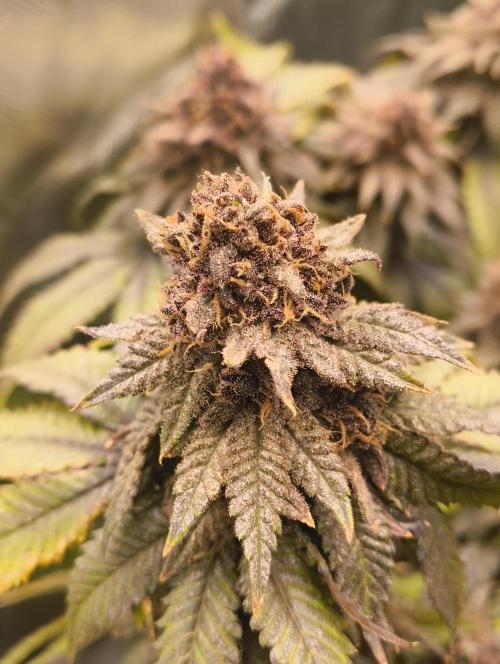 Lemonpaya FB/ Special Kush RQS. Week 16 - 19.12.25