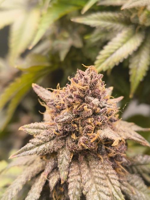 Lemonpaya FB/ Special Kush RQS. Week 16 - 19.12.25