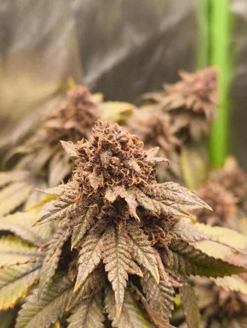 Lemonpaya FB/ Special Kush RQS. Week 16 - 19.12.25