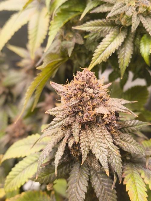 Lemonpaya FB/ Special Kush RQS. Week 16 - 19.12.25