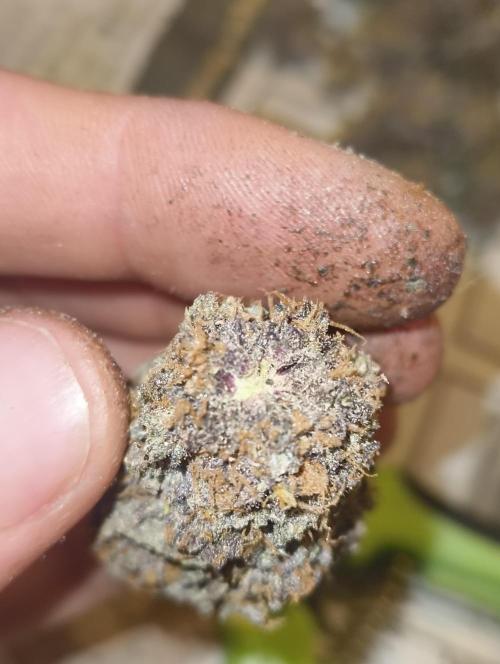 Lemonpaya FB/ Special Kush RQS. Week 16 - 22.12.25