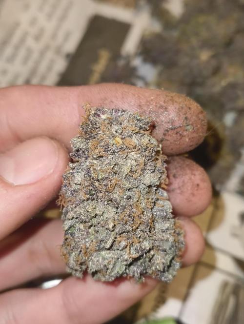 Lemonpaya FB/ Special Kush RQS. Week 16 - 22.12.25