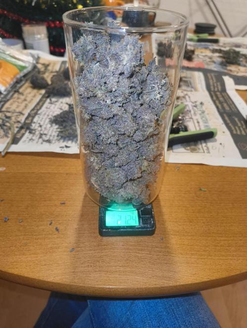 Lemonpaya FB/ Special Kush RQS. Week 16 - 22.12.25