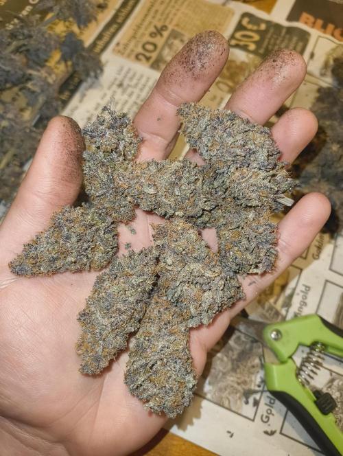 Lemonpaya FB/ Special Kush RQS. Week 16 - 22.12.25