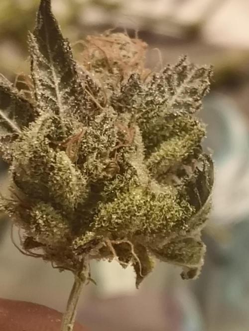 Lemonpaya FB/ Special Kush RQS. Week 16 - 22.12.25