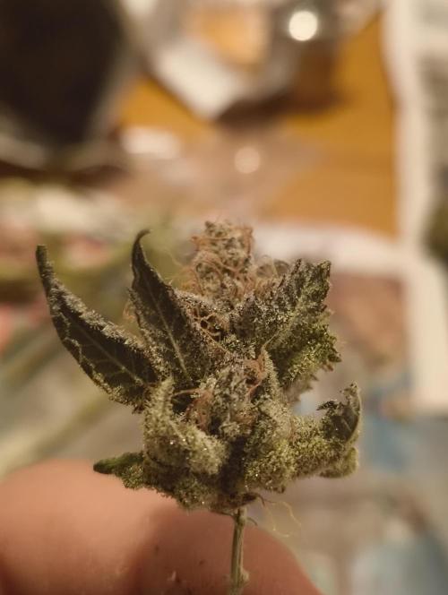 Lemonpaya FB/ Special Kush RQS. Week 16 - 22.12.25