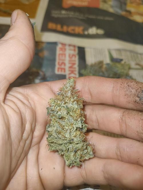 Lemonpaya FB/ Special Kush RQS. Week 16 - 22.12.25