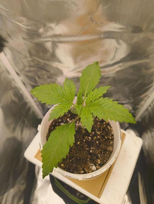 GOAT Tropicana FF. Week 2 - 24.12.25