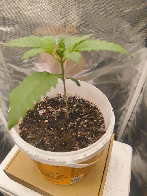 GOAT Tropicana FF. Week 2 - 24.12.25