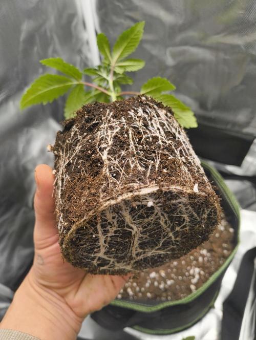 GOAT Tropicana FF. Week 3 - 2.01.2026