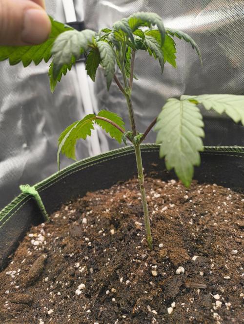 GOAT Tropicana FF. Week 3 - 2.01.2026