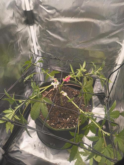 GOAT Tropicana FF. Week 5 - 18.01.25