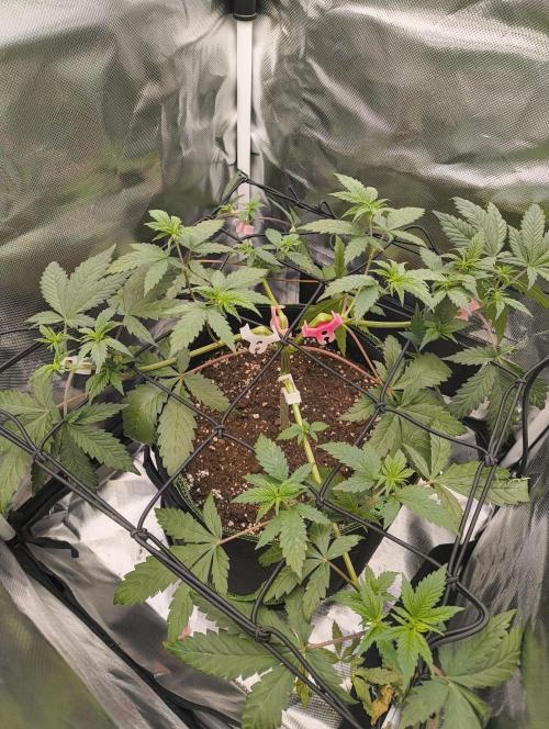 GOAT Tropicana FF. Week 6 - 23.01.26