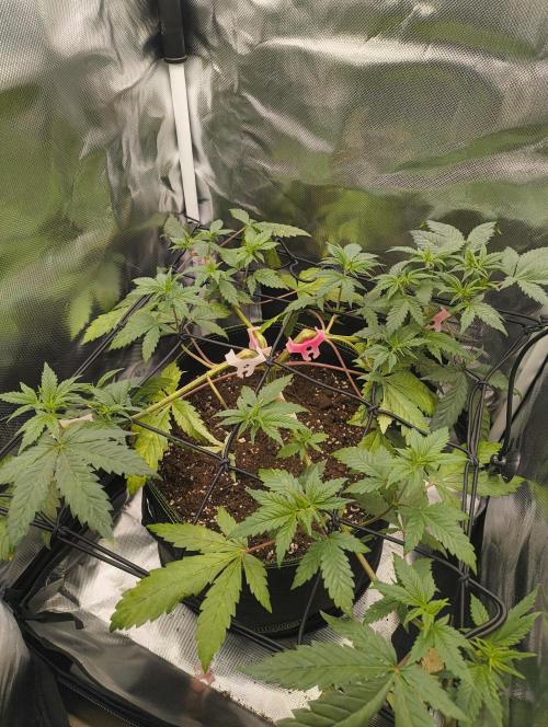 GOAT Tropicana FF. Week 6 - 27.01.26