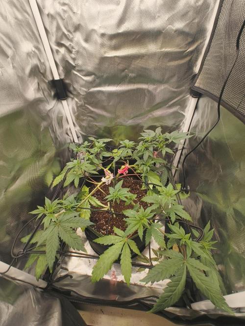 GOAT Tropicana FF. Week 6 - 27.01.26