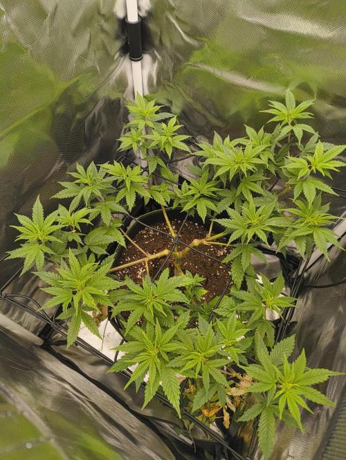 GOAT Tropicana FF. Week 9 - 6.02.26