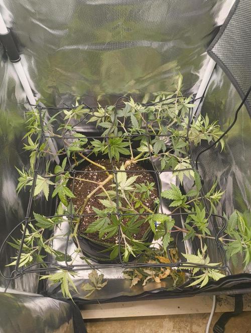 GOAT Tropicana FF. Week 9 - 7.02.26