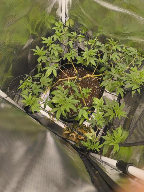 GOAT Tropicana FF. Week 9 - 8.02.26