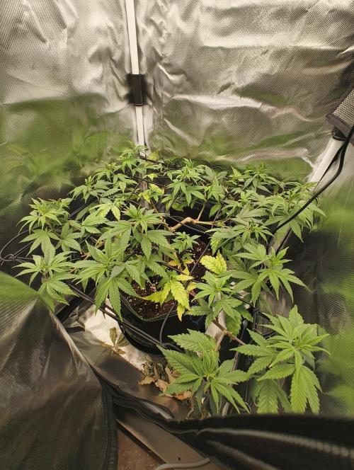 GOAT Tropicana FF. Week 9 - 12.02.26