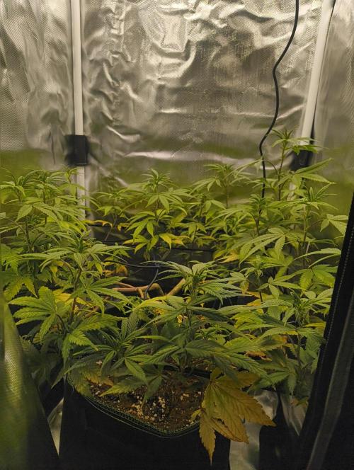 GOAT Tropicana FF. Week 12 - 1.03.26