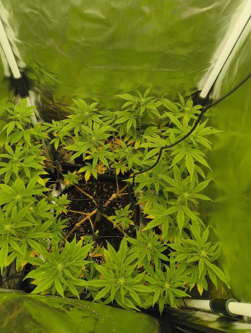 GOAT Tropicana FF. Week 12 - 5.03.26 little update, added 1 ml Bud ignitor
