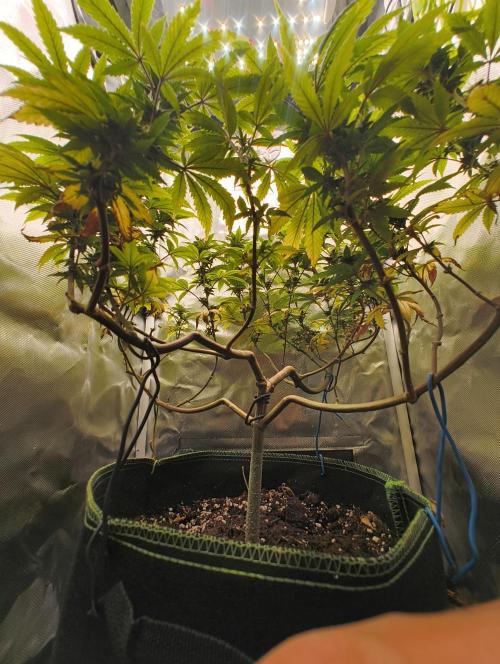 GOAT Tropicana FF. Week 15 - 19.03.26