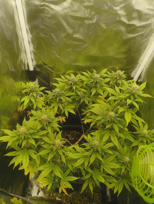 GOAT Tropicana FF. Week 15 - 19.03.26