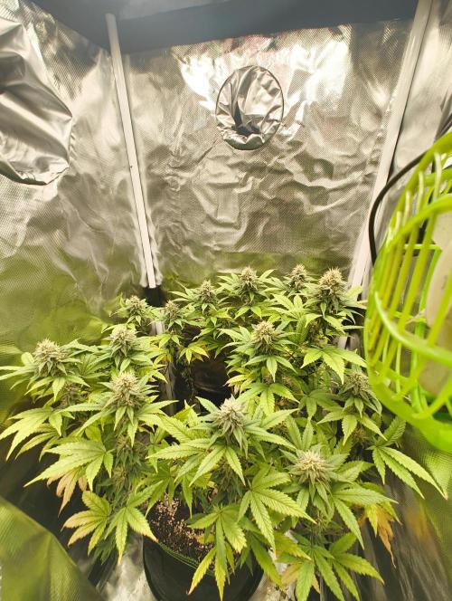 GOAT Tropicana FF. Week 15 - 25.03.26