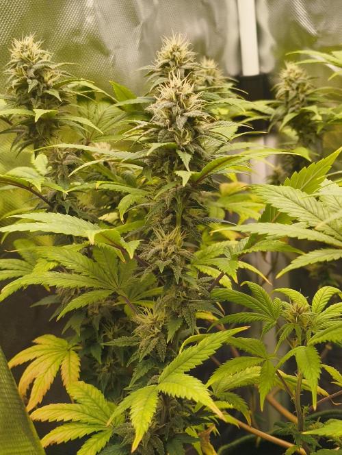 GOAT Tropicana FF. Week 15 - 25.03.26