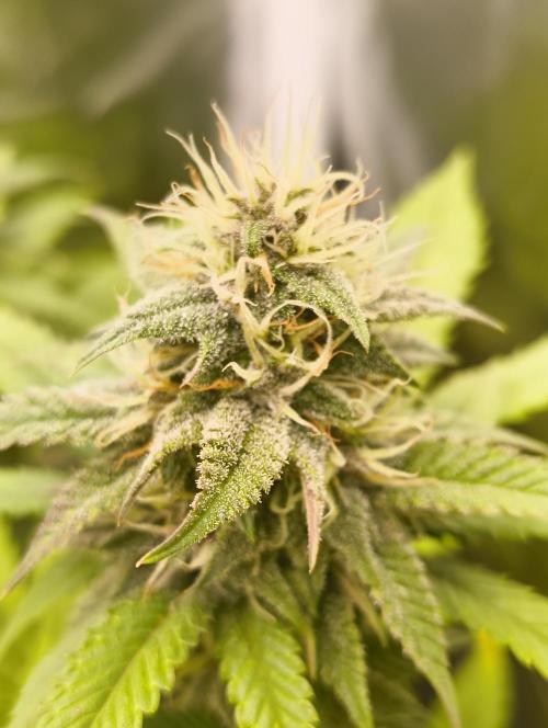 GOAT Tropicana FF. Week 15 - 25.03.26