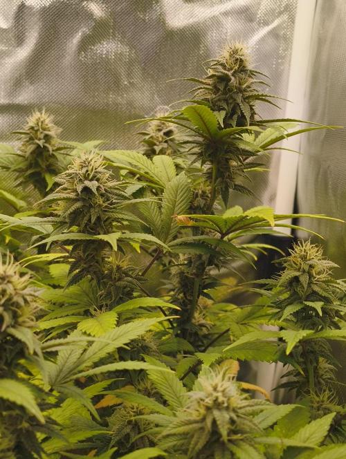 GOAT Tropicana FF. Week 15 - 25.03.26