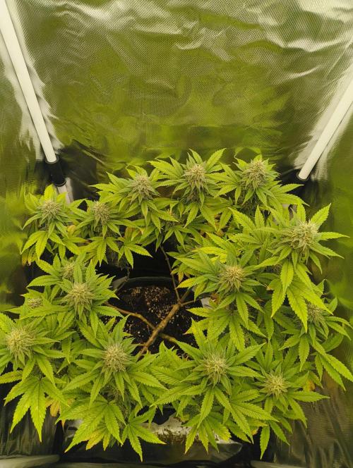GOAT Tropicana FF. Week 15 - 25.03.26