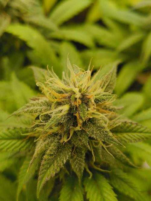 GOAT Tropicana FF. Week 16 - 27.03.26