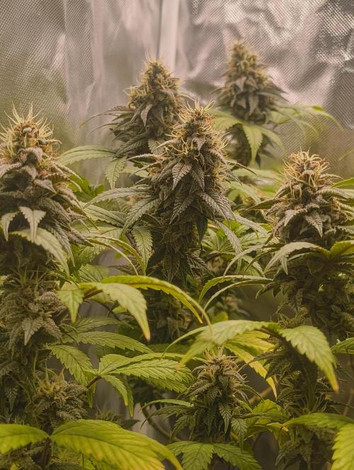 GOAT Tropicana FF. Week 17 - 3.04.26
