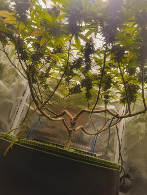 GOAT Tropicana FF. Week 17 - 3.04.26