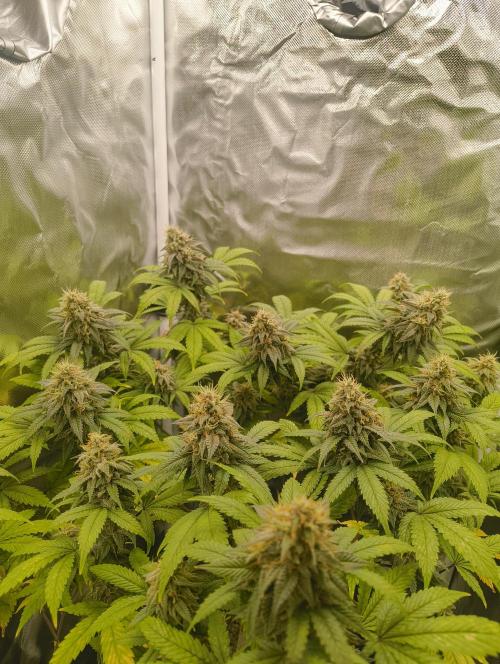 GOAT Tropicana FF. Week 17 - 3.04.26