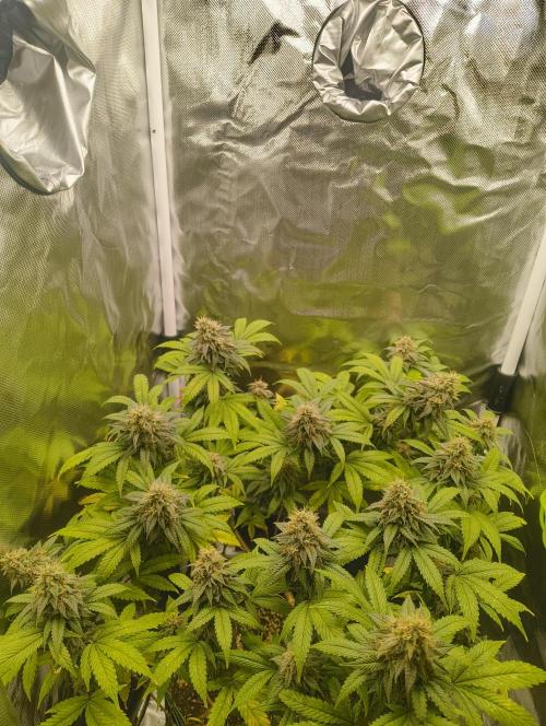 GOAT Tropicana FF. Week 17 - 3.04.26