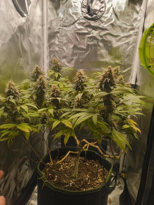 GOAT Tropicana FF. Week 17 - 3.04.26