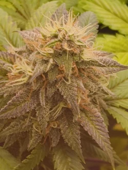GOAT Tropicana FF. Week 17 - 4.04.26